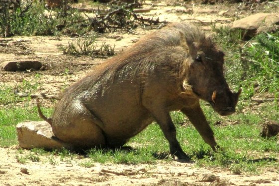 2011-01-06 031 Addo Warthogs Scratching rock