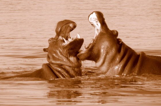 IMG_6586 what a wide mouth you have