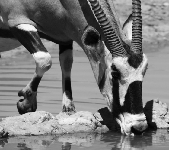 011 Gemsbok Earl (3)-001