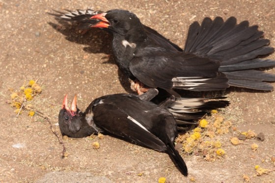 2010-10-09 028 Avian Murder Earl