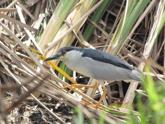 Heron-Black-crowned-night-Strandfontein (6)