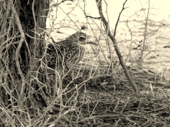 009 Dikkop Helen (4)-001