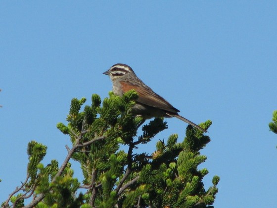048 Cape Bunting Rooi Els