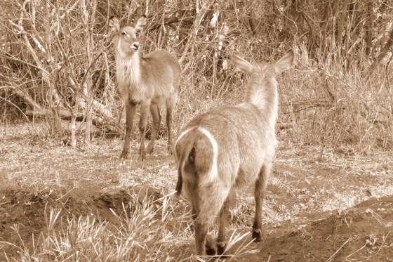 2010-10-06 047 Waterbuck Helen