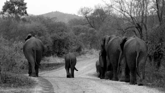 2010-10-12 033 Elephants Helen