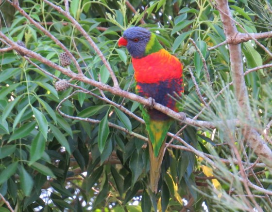 285 Lorikeet