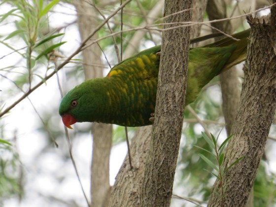 298 Scaly-breasted lorikeet