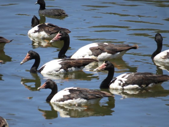 329 Magpie Geese