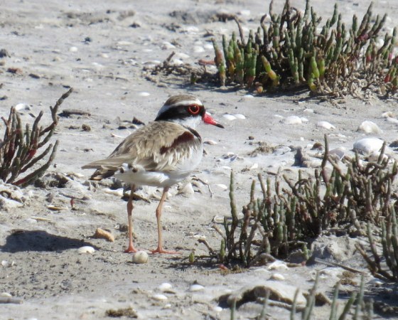 330 Black fronted Dotterel