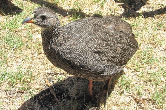 Francolin Cape West coast National Park