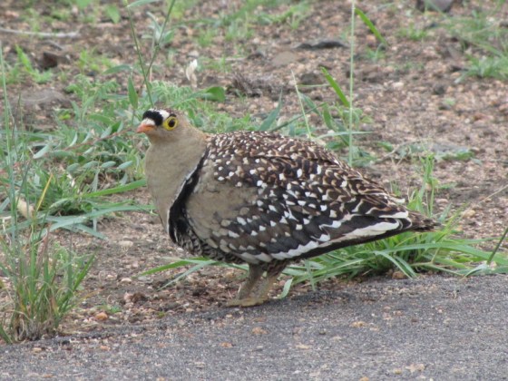121 Double banded sandgrouse Male Helen