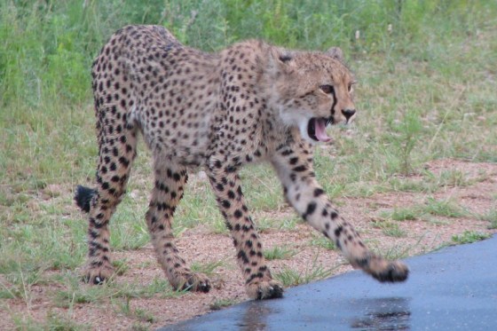 2009-01-14 111 Cheetah Helen Orpen.jpg
