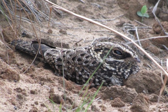 2010-07-11 158 Swamp Nightjar.jpg