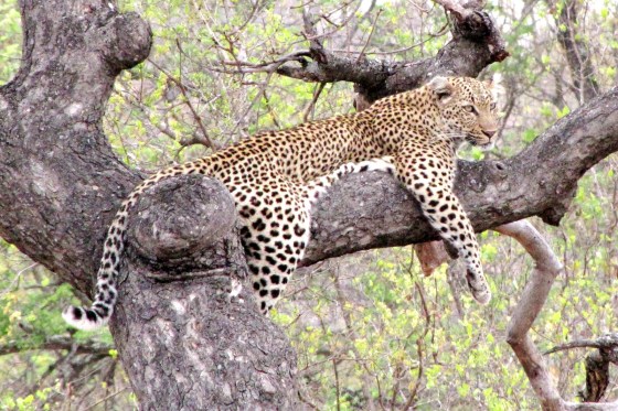 2010-10-12 004 Leopard in tree Helen