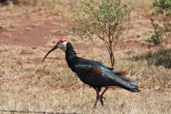 2011-10-16 Bald Ibis by Earl