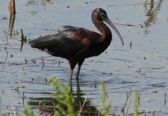 Ibis - Glossy - Strandfontein