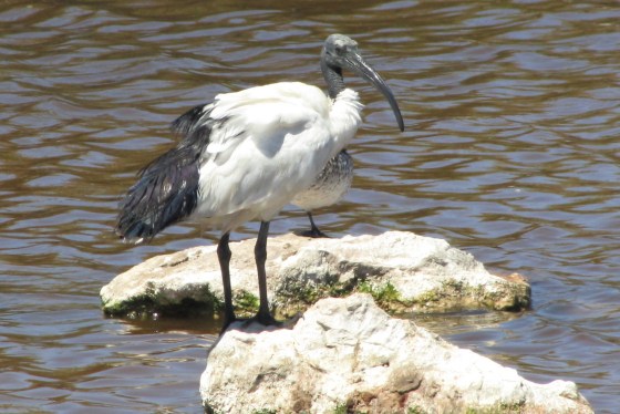 Ibis Sacred 2 West Coast National Park