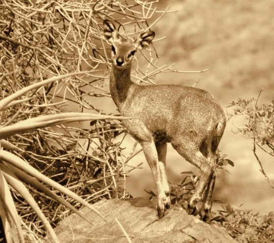 Klipspringer in sepia