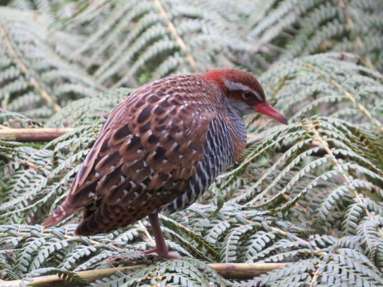 104 Crake Healesville