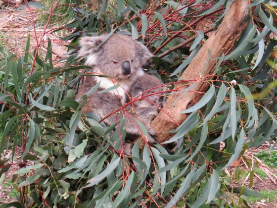 114 Koala and Baby