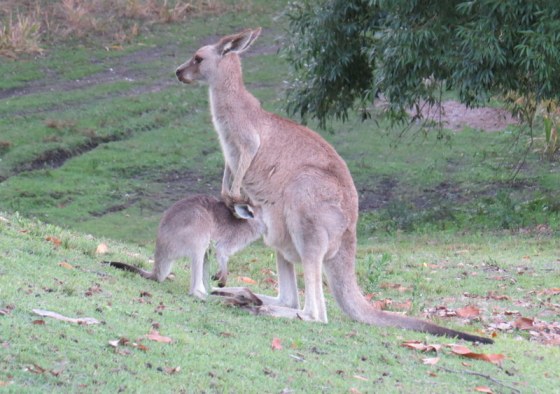268 Kanga and joey