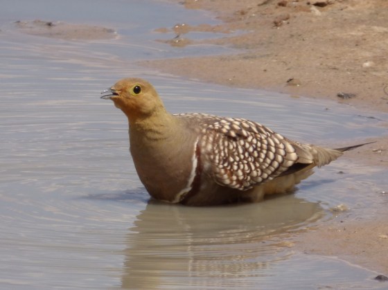 011 Namaqua Sandgrouse