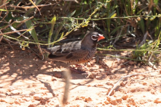2011-01-07 010 Addo Quail-finch Earl