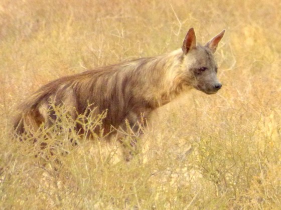 043 Brown Hyena Helen 2015-03-16 08-09-33 AM 2620x1961