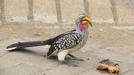 049 yellow-billed hornbill