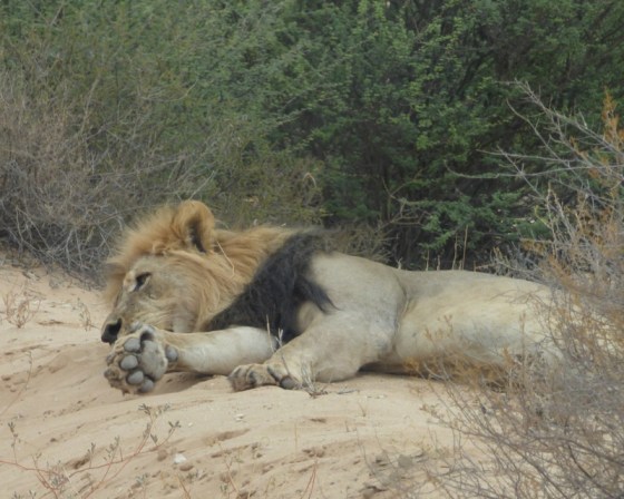 059Tough life Helen 2015-03-18 05-35-31 PM 4608x3456