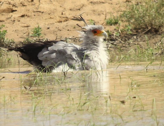 129 A Bathing Secretary Bird IMG_5621