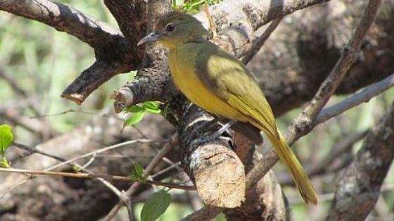 152 yellow-bellied bulbul