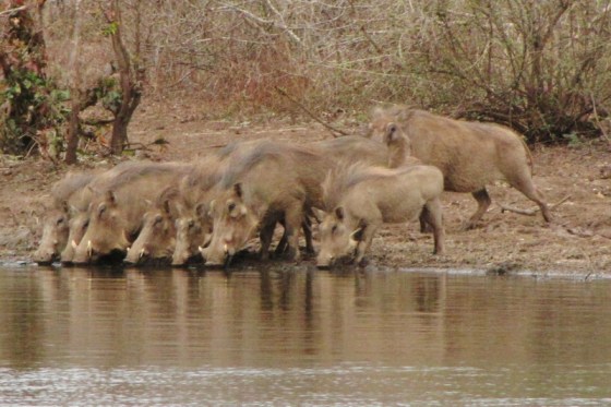 2010-10-02 011 Warthogs Helen
