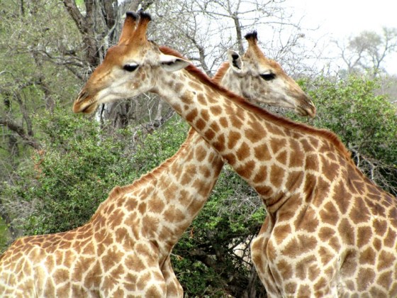 2010-10-12 029 Giraffe Helen