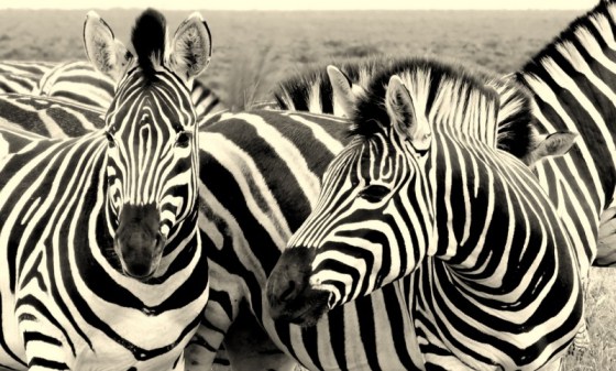 2015-11-21 Addo zebra 11