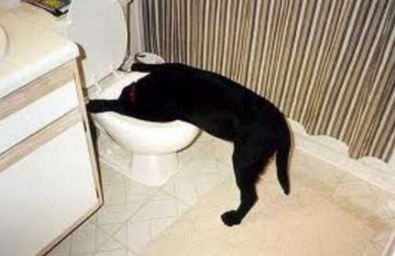 WOSdrunkdog