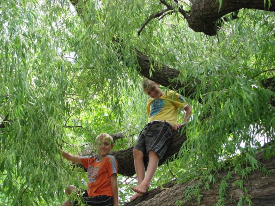 044 Boys in tree