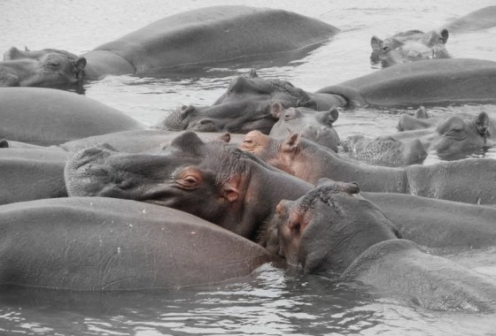 079 Hippos at sunset dam