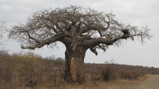 2010-10-08 003 Baobab Tree Helen