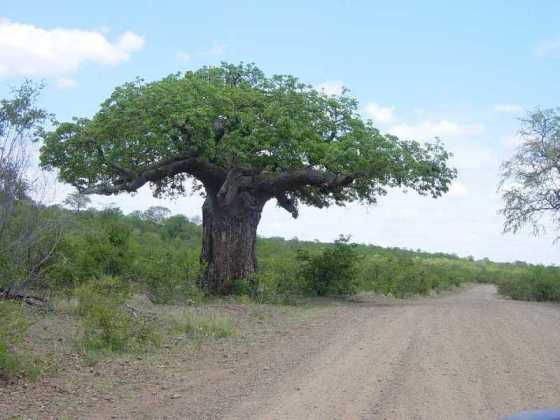 Boabab Tree