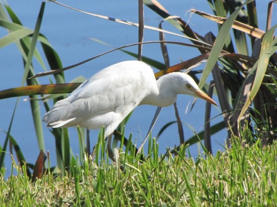 Egret-Cattle