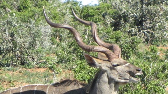 2011-01-05 006 Addo Kudu Male 2