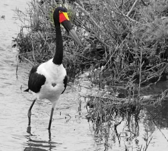010 Saddle-billed stork
