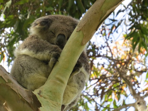 058 Koala Tower Hill