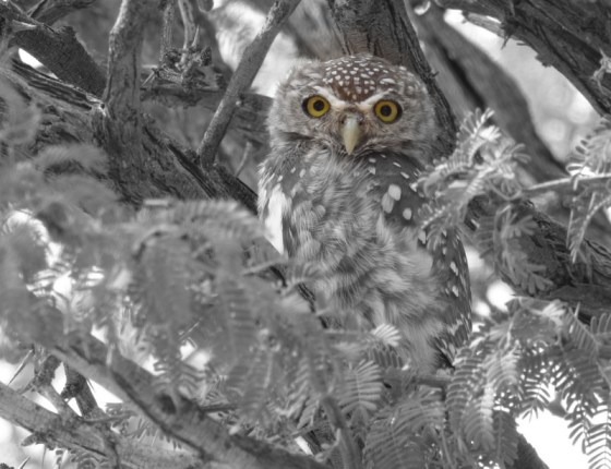 151 Pearl Spotted Owl 2015-03-31 02-33-53 PM 3320x2549