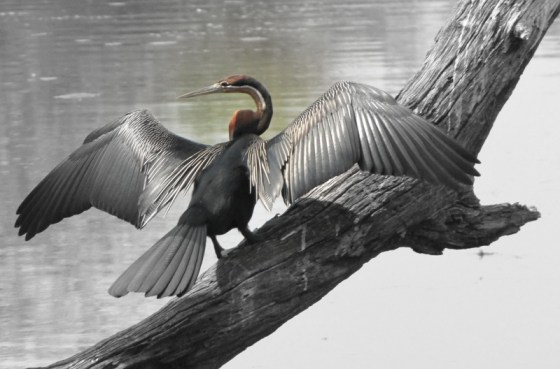 2010-10-03 030 African Darter Helen