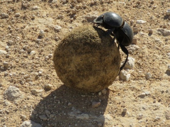 dung beetle