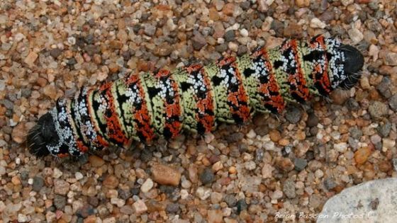 Mopani Worm